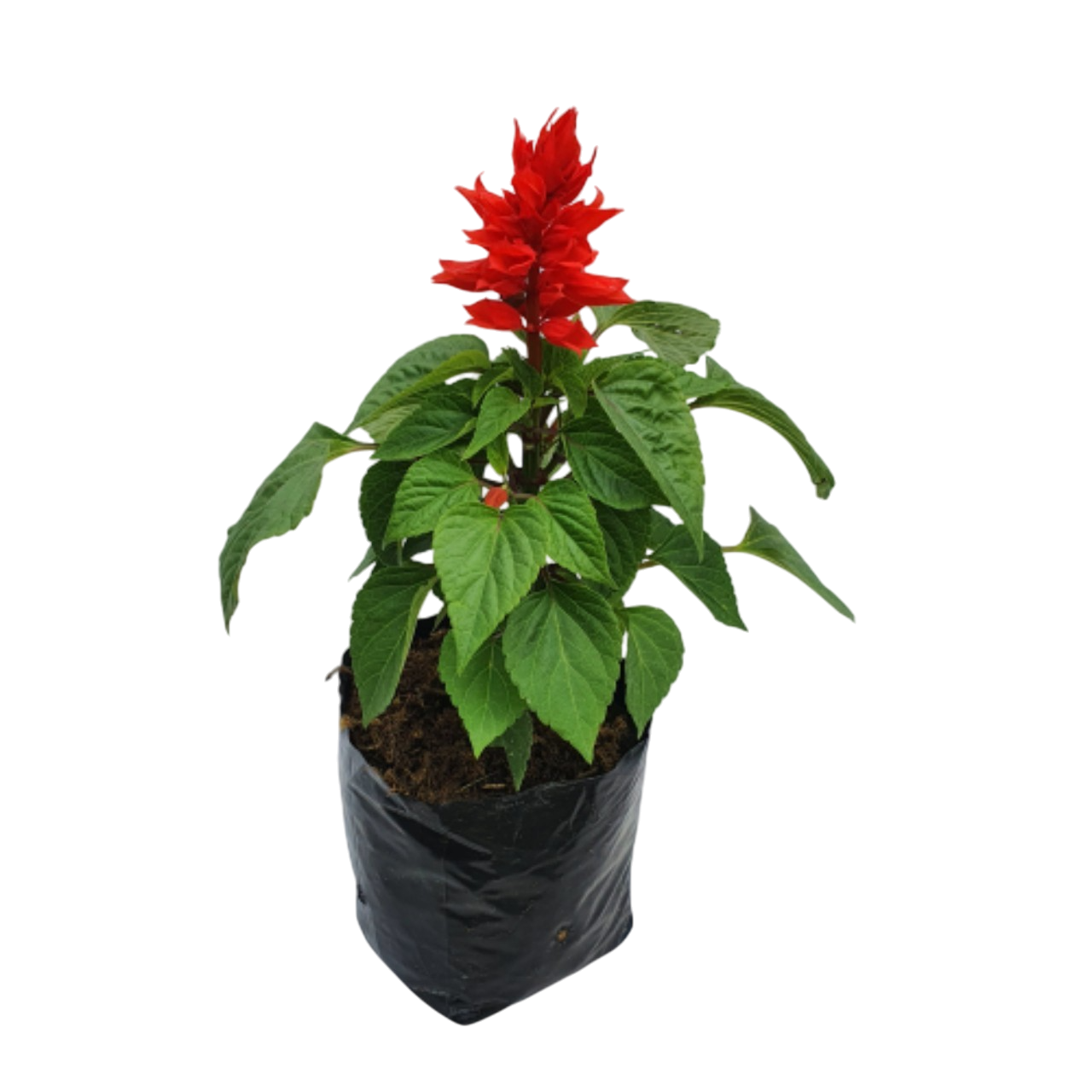 Salvia Plant - 6 inch